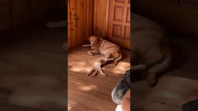 Woman Swore She Was A Dog Person Until Her Dog Adopted A Kitten | The Dodo