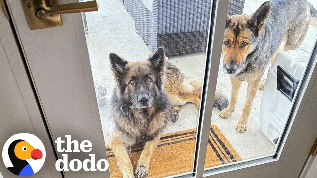 Two Lost German Shepherds Show Up And Choose Their Own Family | The Dodo