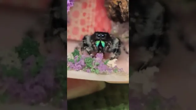 Woman Faces Her Fear Of Spiders And Builds Them Tiny Worlds | The Dodo