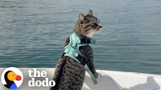 Tiny Cat Loves Swimming Just As Much As Exploring The World | The Dodo
