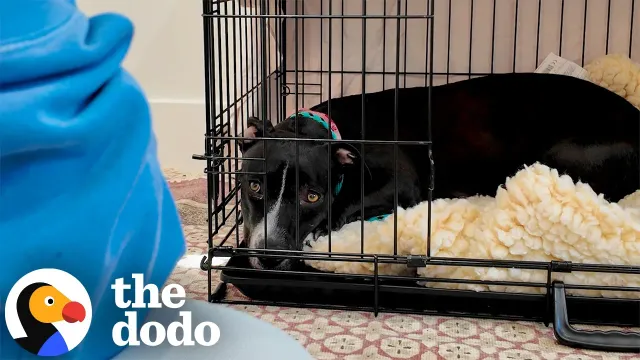 Grieving Foster Dog Is Afraid Of Everyone Except One Person | The Dodo