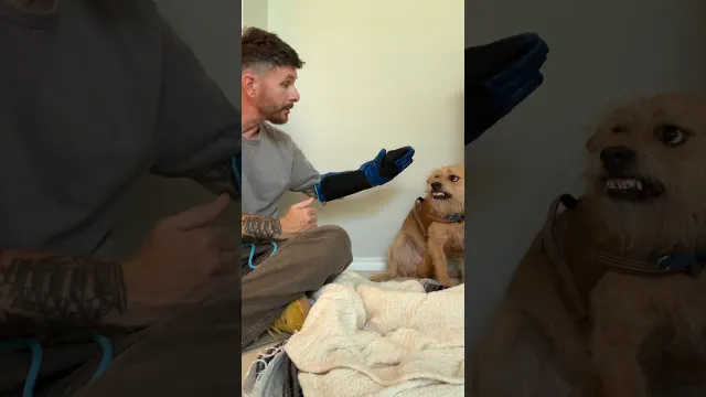 Trainer Spends A Year Just Trying To Put A Leash On This Dog | The Dodo