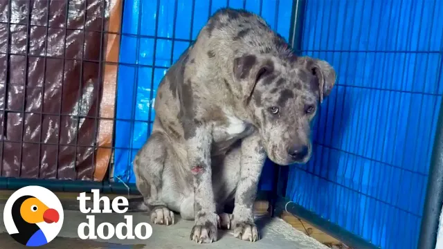 Pittie Who Hid From The World Steps Inside A Home For The First Time | The Dodo
