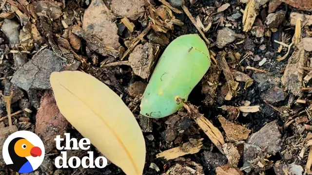 Woman Revives Mysterious Green “Lump” In Her Garden | The Dodo