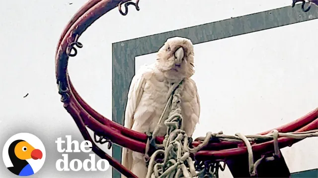 Parrot Gets Trapped For Hours While His Flock Refuses To Leave | The Dodo