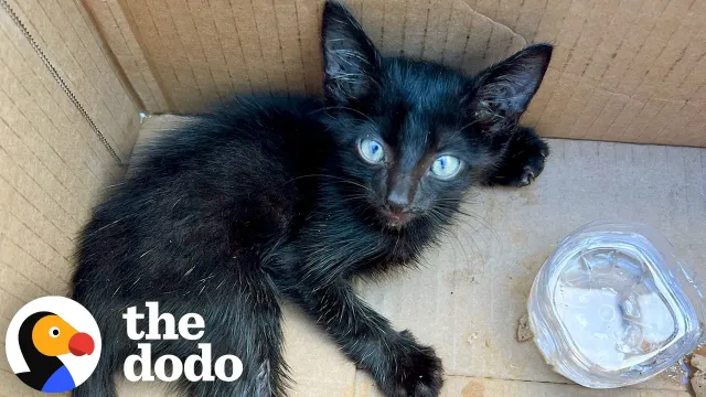 Couple Goes To Lowe’s For Soil, Leaves With A Cat... | The Dodo
