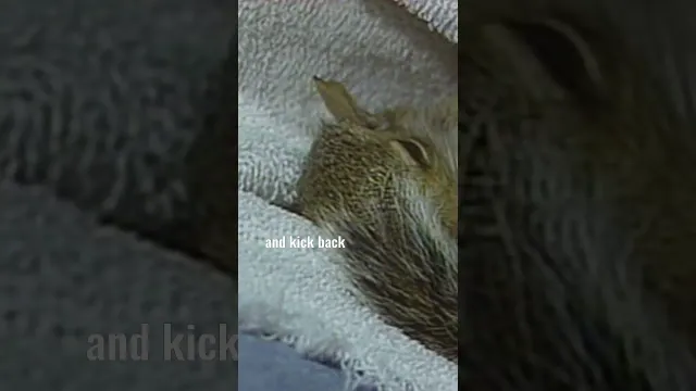 Bob Ross shows you his squirrel, Peapod #paintlikebobross #bobross #asmr #squirrel