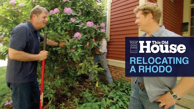 Relocating a Rhodo | This Old House