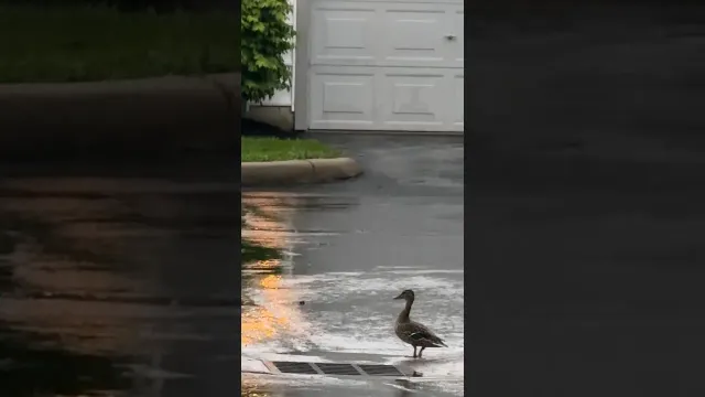 Mama Duck Leads Couple To Her Babies Trapped Underground | The Dodo