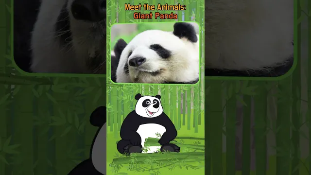 Why Do Giant Pandas Eat for 12 Hours a Day? | Meet the Animals | #shorts