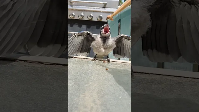 Woman Feeds A Baby Blue Jay Once And Everything Changes | The Dodo