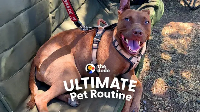 Couple Faces Their Biggest Camping Fear For Their Dogs | The Dodo