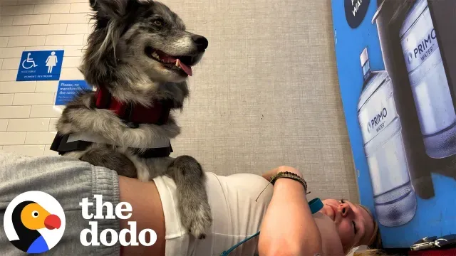 Service Dogs Help With Disabilities You Can't Always See | The Dodo
