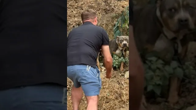 Adult Pittie Tied To A Tree Next To Freeway Finally Learns To Play | The Dodo