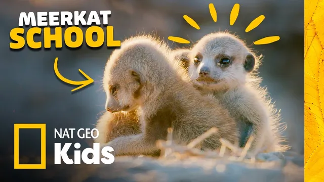 Teaching Baby Meerkats at Survival School! 🎒 Animal Card Quest | Nat Geo Kids
