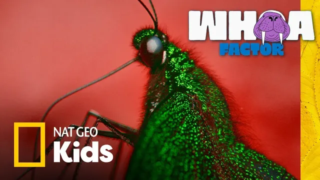 Spiders vs. Beetles vs. Ants: Battle of the Bugs | Whoa Factor | Nat Geo Kids