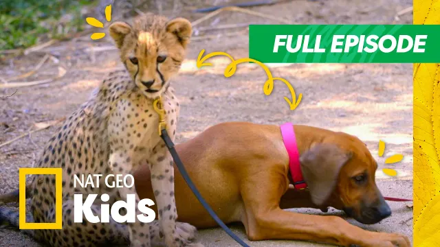 Unlikely Animal Friends Full Episode | Zany Zoo Duos | Nat Geo Kids