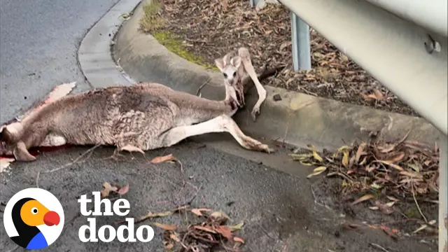 Rescuer Stops For Kangaroo And Finds Her Baby Still By Her Side | The Dodo