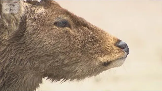 奈良公園周辺で子ジカの死骸　人が危害を加えた可能性も(2026年10月23日)