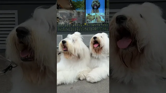 Movie Star Dogs Keep Getting Recognized On Their Day Off In London | The Dodo