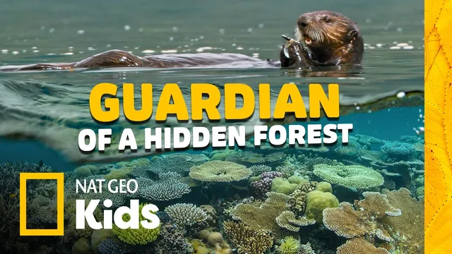 Sea Otters: Tiny Guardians of a Giant Ocean Forest! 🦦🌿 Animal Card Quest | Nat Geo Kids