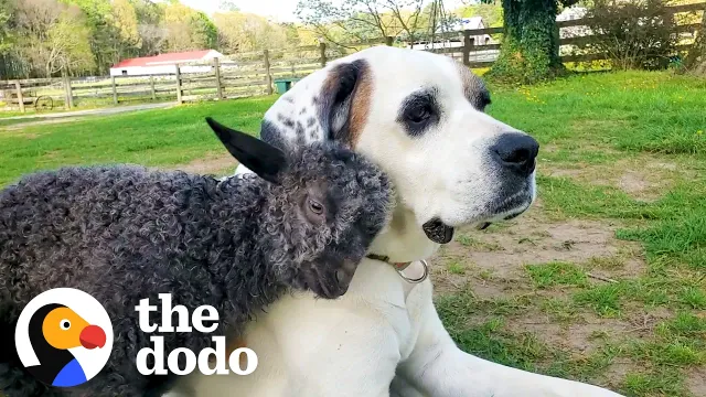Baby Goat Who Could Barely Stand Grows Up To Race Her Dog Brother | The Dodo