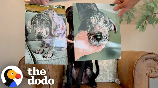 Scared Pittie Gets Her Own Princess Diaries Glow-Up | The Dodo