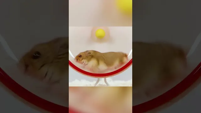 Hamsters are running fast to get to their next meal! | Super Animals | Nat Geo Kids
