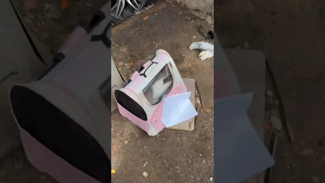 Rescuer Looks Inside Abandoned Pink Carrier And Finds An Entire Family | The Dodo