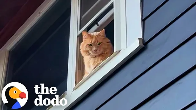 Stray Cat Decides He's Done Being A Stray | The Dodo