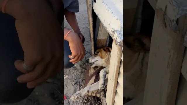 Dog Attacked By Much Bigger Dog Gets Help From An Entire Community | The Dodo