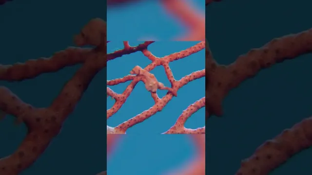 Can you find the pigmy seahorse? | You're Called What?! | Nat Geo Kids
