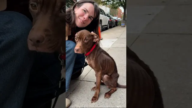 Emaciated Foster Dog Becomes The Biggest Velcro Dog | The Dodo