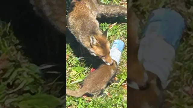 Mama Fox Can’t Get Horlicks Jar Off Her Baby’s Head | The Dodo