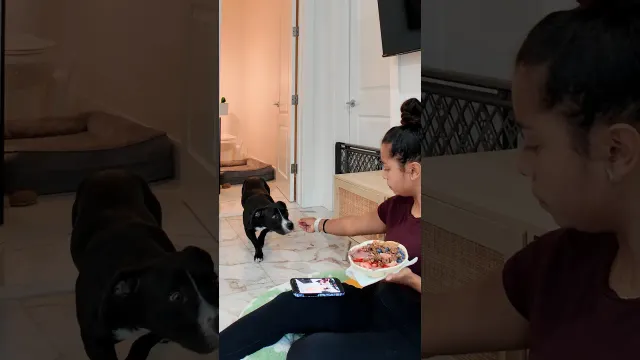 Grieving Foster Dog Is Afraid Of Everyone Except One Person | The Dodo