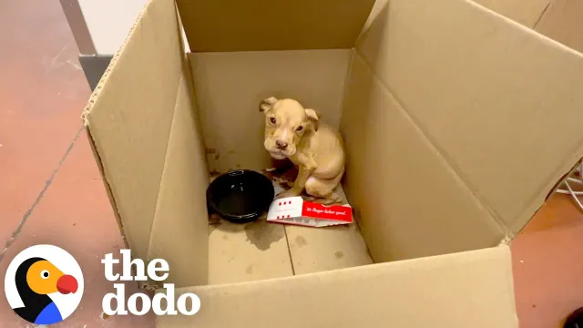 Puppy Abandoned At KFC Gets The Sweetest Second Chance | The Dodo