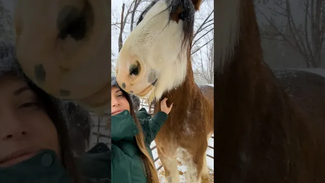 Lonely Blind Horse Finds A Best Friend In A Gentle Giant | The Dodo