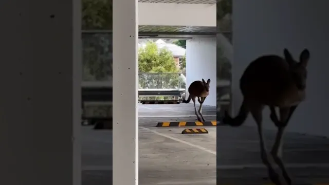 Kangaroo Gets Trapped In Parking Garage Until Rescuers Step In | The Dodo