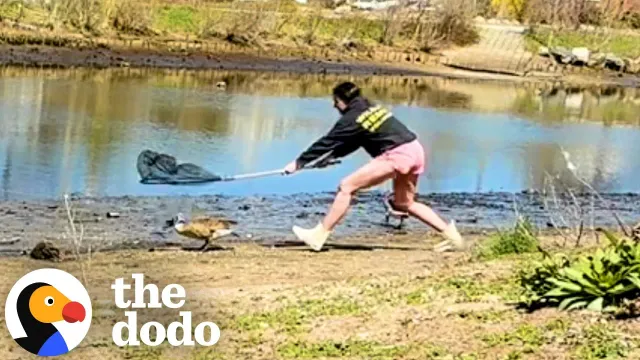 Rescuer Follows Her Gut Across Town To Find Goose In Trouble | The Dodo