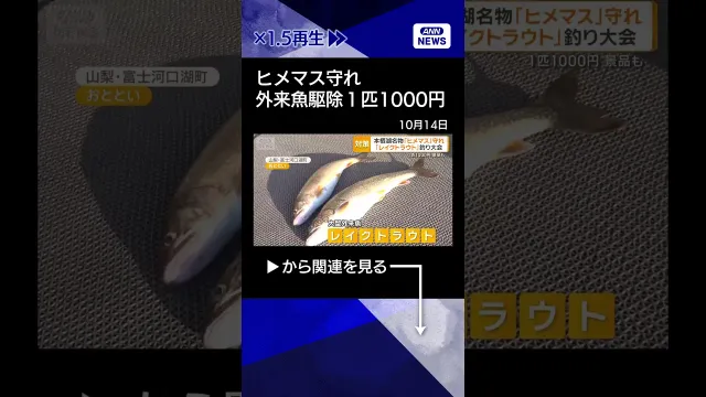 【ニュース】本栖湖名物ヒメマス守れ　外来魚レイクトラウト釣り大会　1匹1000円支給で豪華景品も #shorts