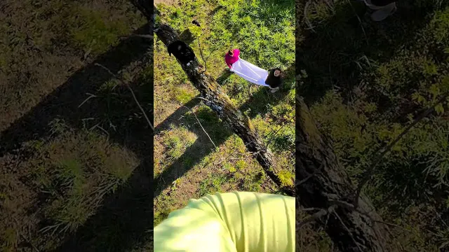 Family Waits Below To Catch Their Cat From Tall Tree | The Dodo
