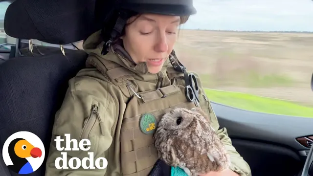 Owl Trapped In Anti-Drone Net Gets Found By The Right People | The Dodo