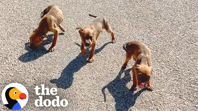 Family Finds An Entire Litter Of Puppies And Takes Them Home | The Dodo