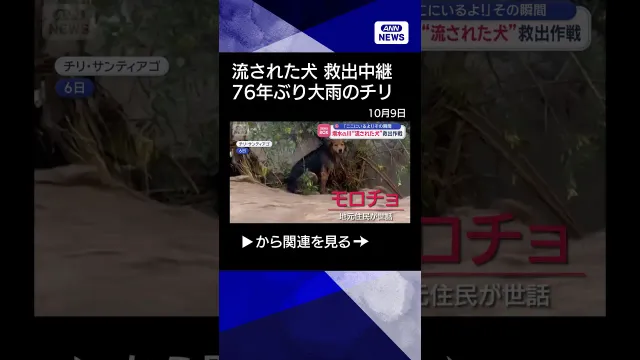 【ニュース】増水の川“流された犬”救出作戦　チリで生中継　「ここにいるよ！」その瞬間 #shorts