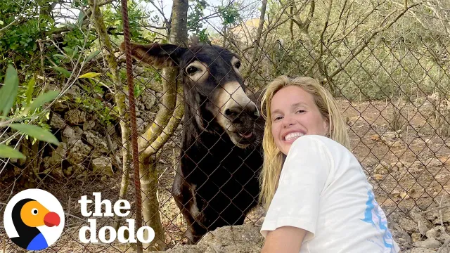 Jess Taylor’s 10-Year Friendship With A Donkey Started By Climbing A Wall | The Dodo