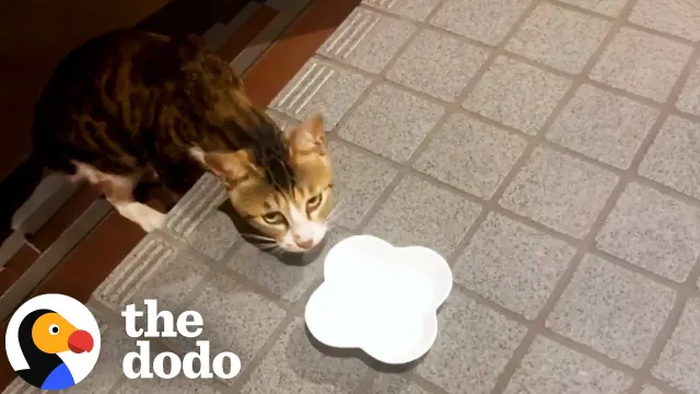 Stray Cat Appears In Man’s Stairwell And Changes His Whole Day | The Dodo