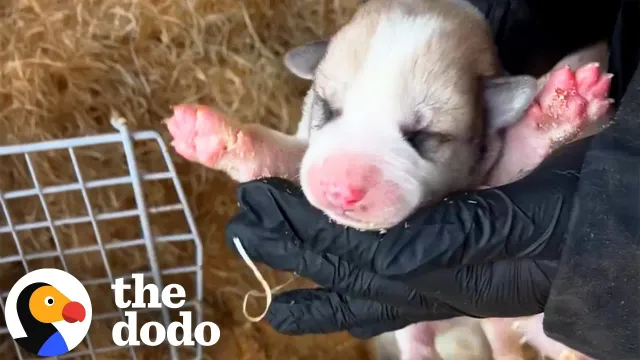 Mama Dog Leads Rescuers To Her Puppies, Including One Born Green | The Dodo