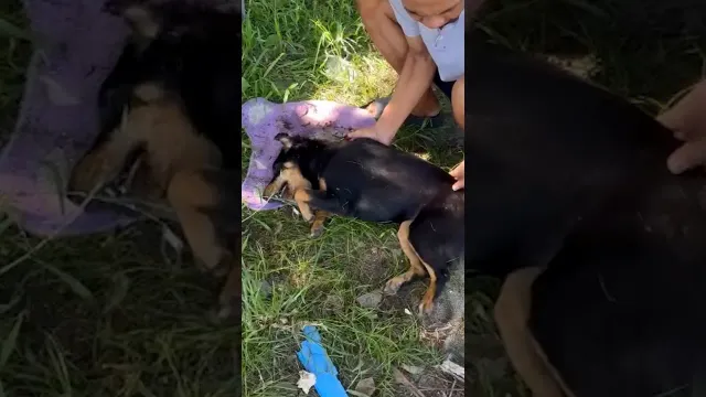 Poisoned Dog Who Couldn't Stand Takes Her First Steps | The Dodo