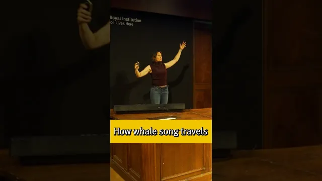 Why does whale song travel so far? The physics explained with Helen Czerski #science #whalesong