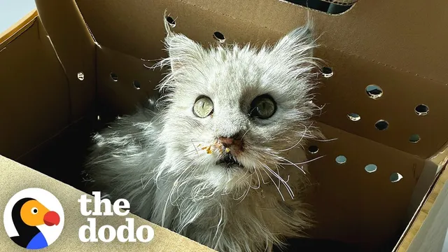 Woman Opens Mystery Box And Finds A Cat Who Needs Help | The Dodo